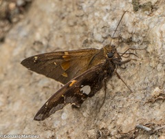 Epargyreus socus socus