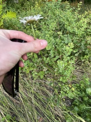 Leucanthemum maximum