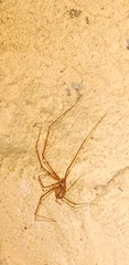 Pholcidae