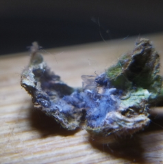 Tetraneura caerulescens