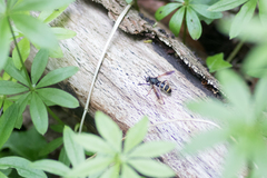 Temnostoma bombylans