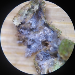 Tetraneura caerulescens