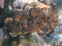 Tridacna noae