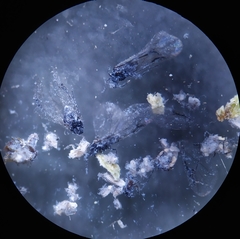 Tetraneura caerulescens