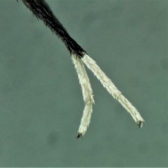 Psorophora longipalpus