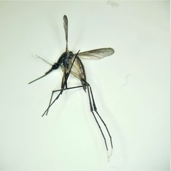 Psorophora longipalpus