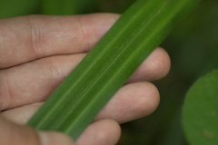 Carex pendula