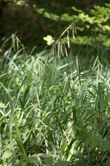 Carex pendula