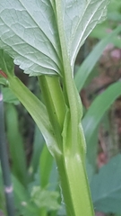 Scrophularia umbrosa