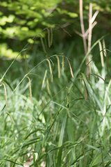 Carex pendula