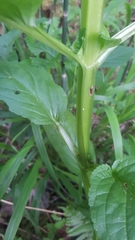 Scrophularia umbrosa