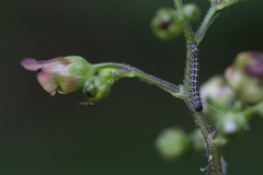 Cucullia scrophulariae