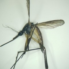 Psorophora longipalpus