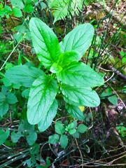 Scrophularia umbrosa