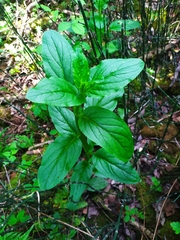 Scrophularia umbrosa