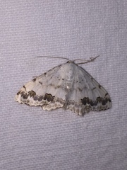Scopula decorata