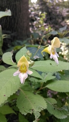 Impatiens edgeworthii