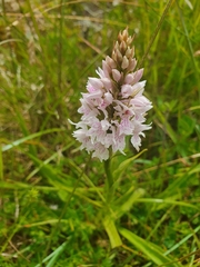 Dactylorhiza maculata ericetorum