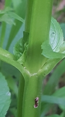 Scrophularia umbrosa