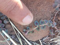 Euphorbia umbellulata