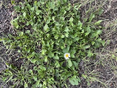 Leucanthemum maximum