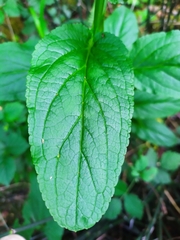 Scrophularia umbrosa