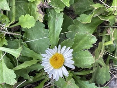 Leucanthemum maximum