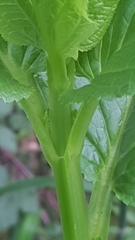 Scrophularia umbrosa