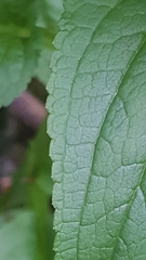 Scrophularia umbrosa