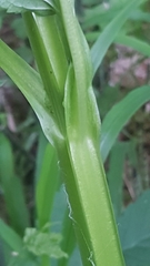 Scrophularia umbrosa
