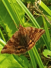 Euclidia glyphica