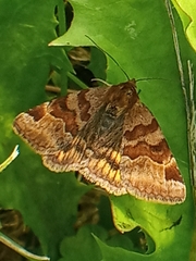 Euclidia glyphica