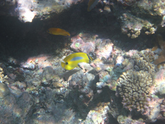 Chaetodon plebeius