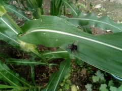 Diptera