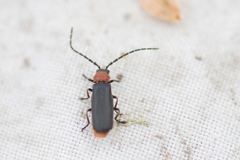 Silis ruficollis