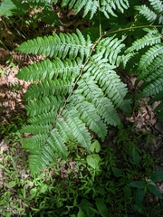 Pteridium latiusculum