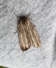 Acronicta lithospila