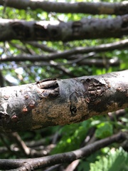 Peniophora aurantiaca