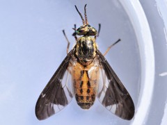 Chrysops moechus
