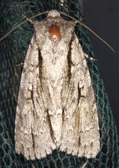 Acronicta lobeliae
