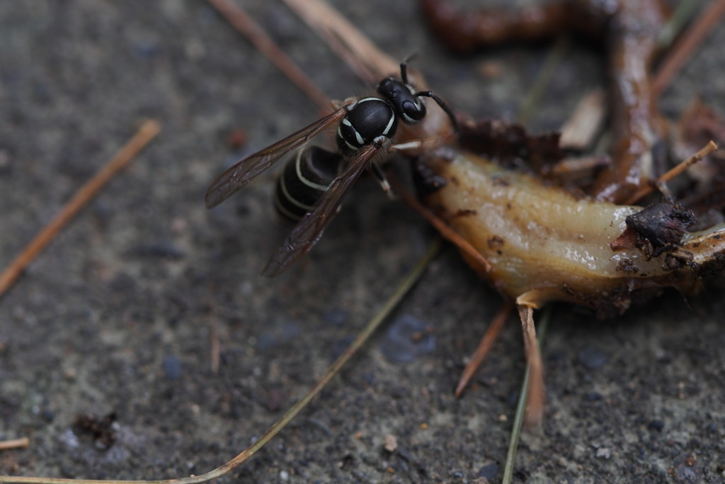 Common Asian Yellowjacket
