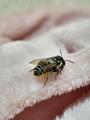 Megachile