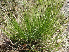 Carex macloviana