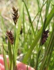 Carex macloviana