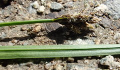 Carex macloviana