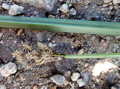 Carex macloviana