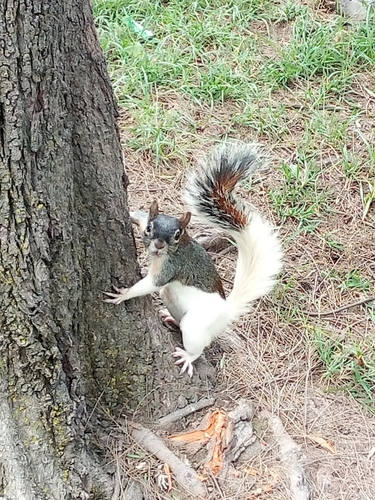 Sciurus aureogaster