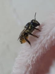 Megachile