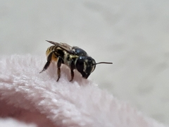 Megachile