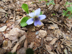 Viola grahamii